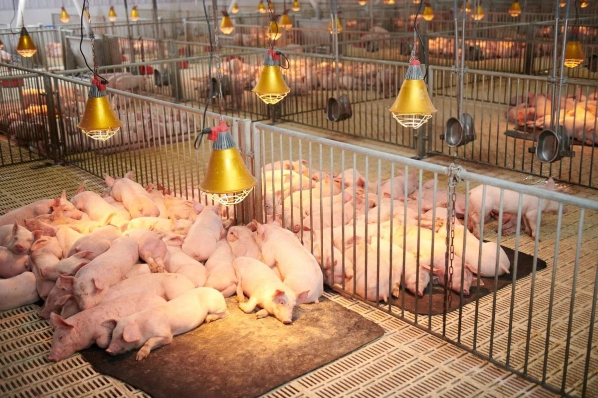 Chăn nuôi Việt trước loạt rào cản khi hướng tới trở thành “bếp ăn thế giới”