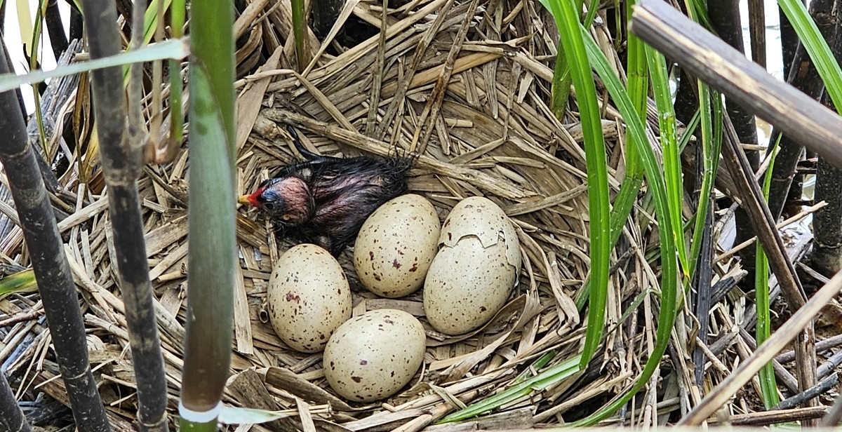 Dứt bỏ nghề nậu chim, người đàn ông Quảng Trị dựng hệ sinh thái bạc tỷ giữa đầm phá