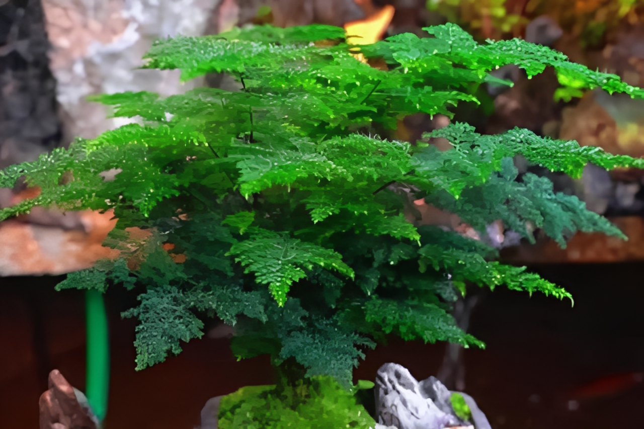 Loài cây nhỏ nhắn, thanh tao nhưng ẩn chứa bí mật phong thủy