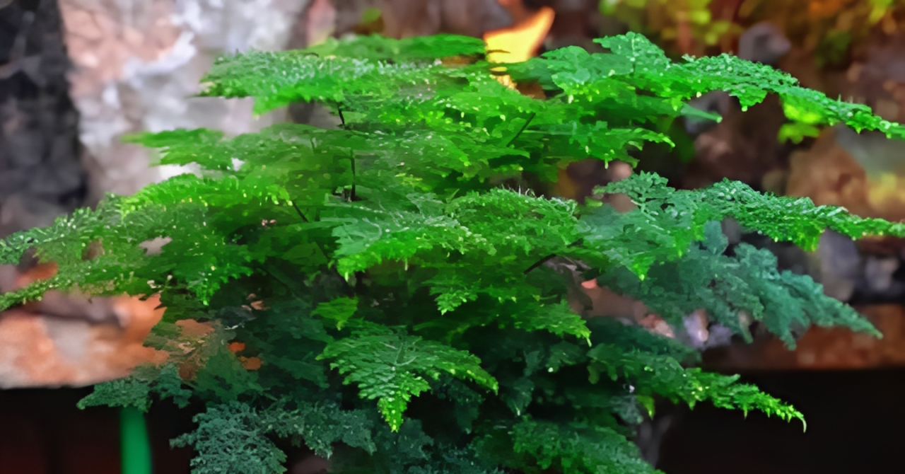 Loài cây nhỏ nhắn, thanh tao nhưng ẩn chứa bí mật phong thủy