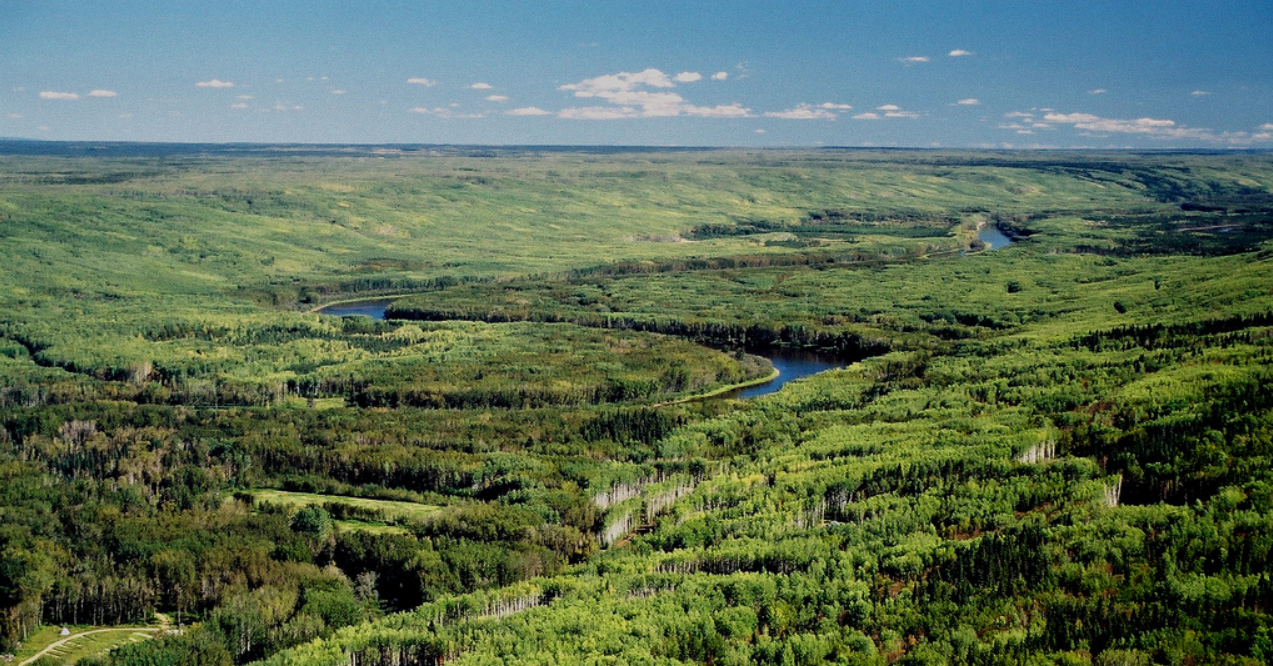 Sự thật ít người biết về 170 tỷ thùng dầu dưới tán rừng xanh