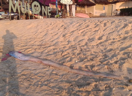 Cá hố rồng hiếm gặp dài khoảng 4m lại dạt vào bờ biển Lâm Đồng.jpg