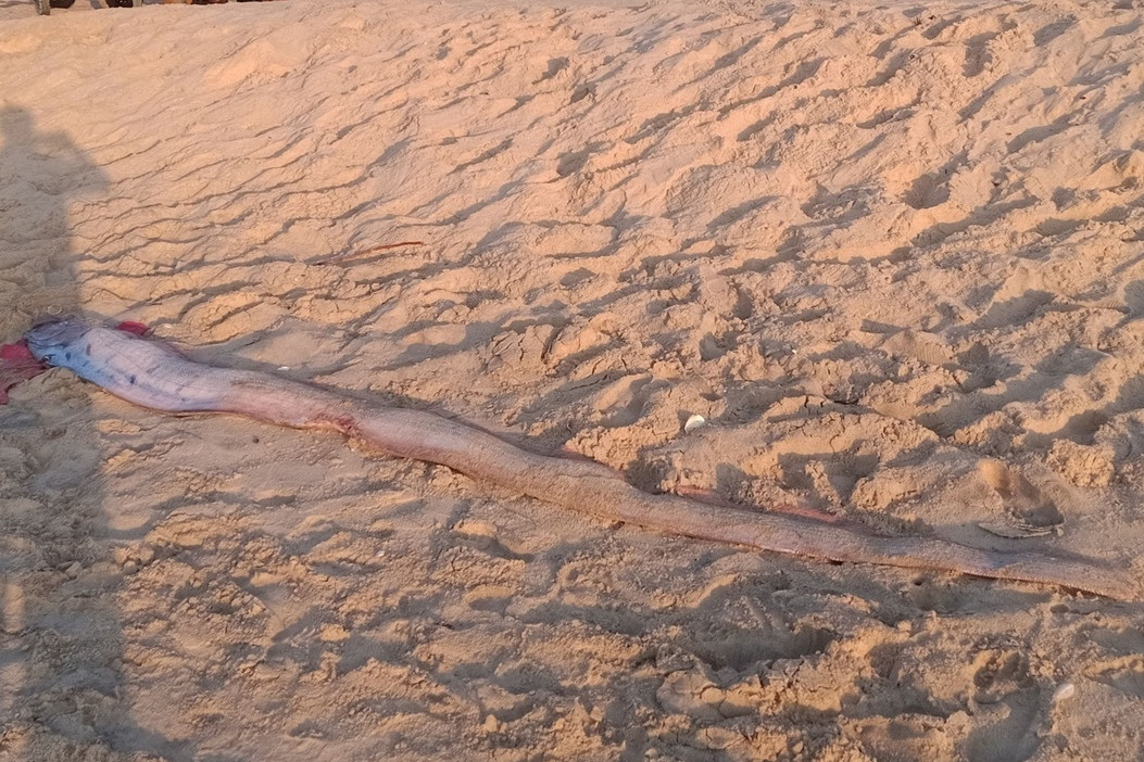 Loài cá hiếm gặp dài 4m dạt vào bờ, du khách nước ngoài thi nhau chụp ảnh