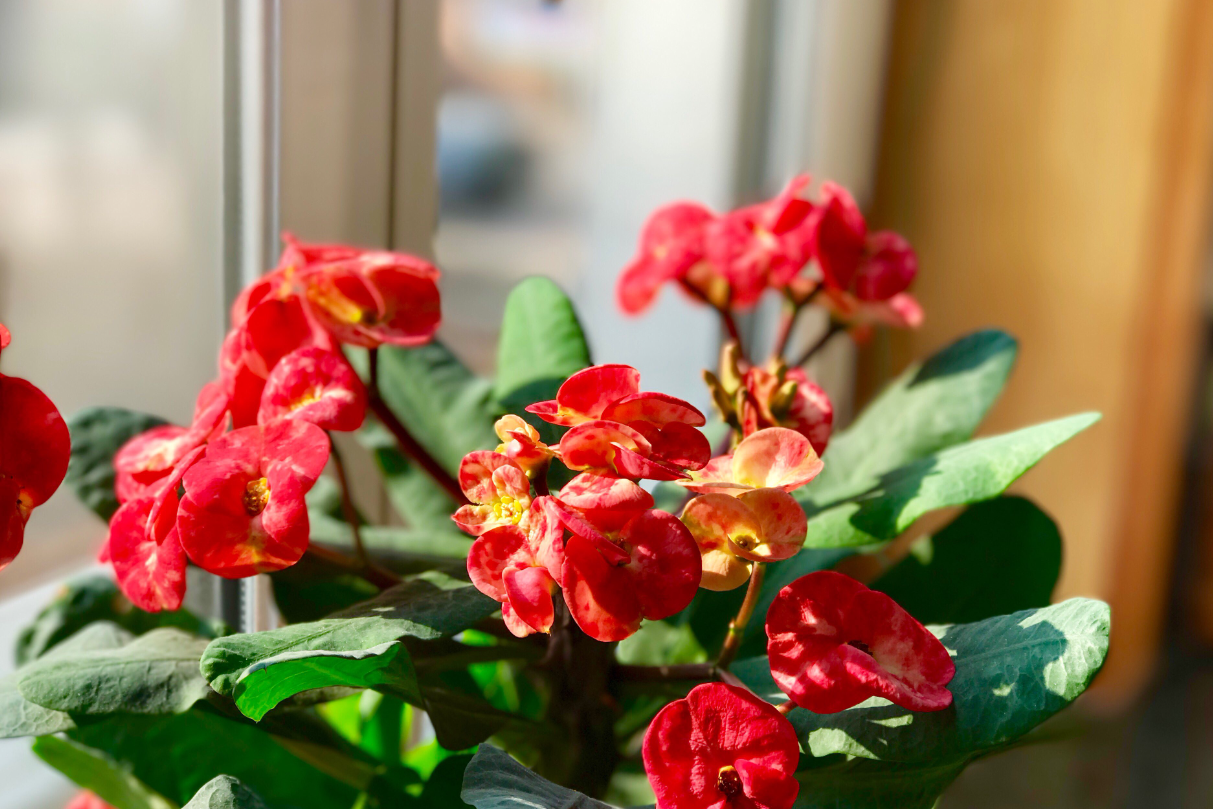 Loài cây gai góc nhưng là biểu tượng của may mắn và tài lộc