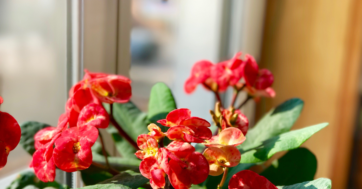 Loài cây gai góc nhưng là biểu tượng của may mắn và tài lộc