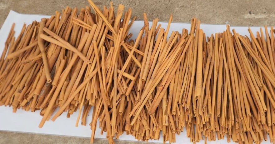 Loại "củi khô" xó bếp nhưng là dược liệu quý