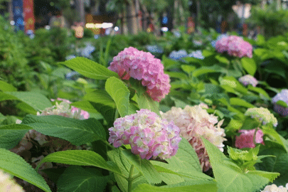 Vườn hoa cẩm tú cầu ở TPHCM ngỡ như Đà Lạt 'gây sốt' giới trẻ