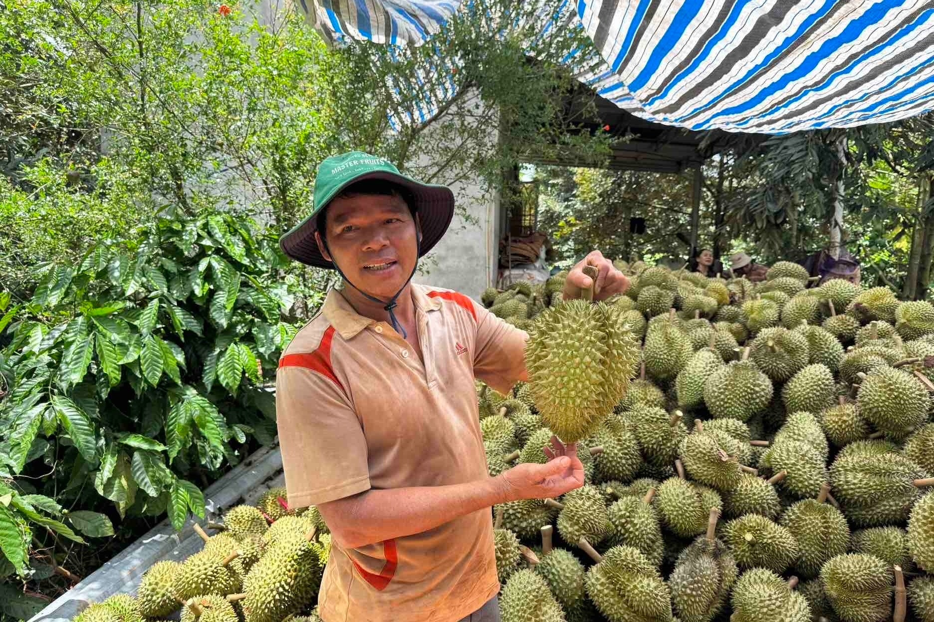 Đắk Lắk chấm dứt cảnh mua bán 'chụp giật' sầu riêng