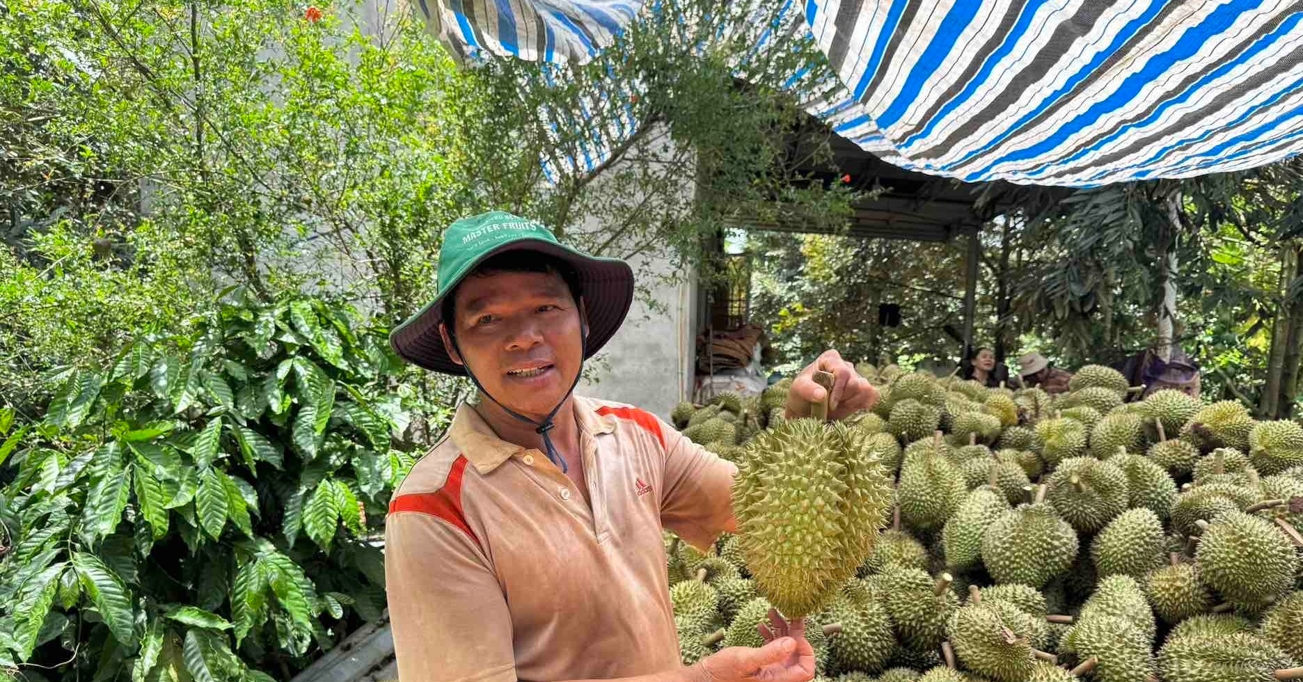 Đắk Lắk chấm dứt cảnh mua bán &amp;apos;chụp giật&amp;apos; sầu riêng