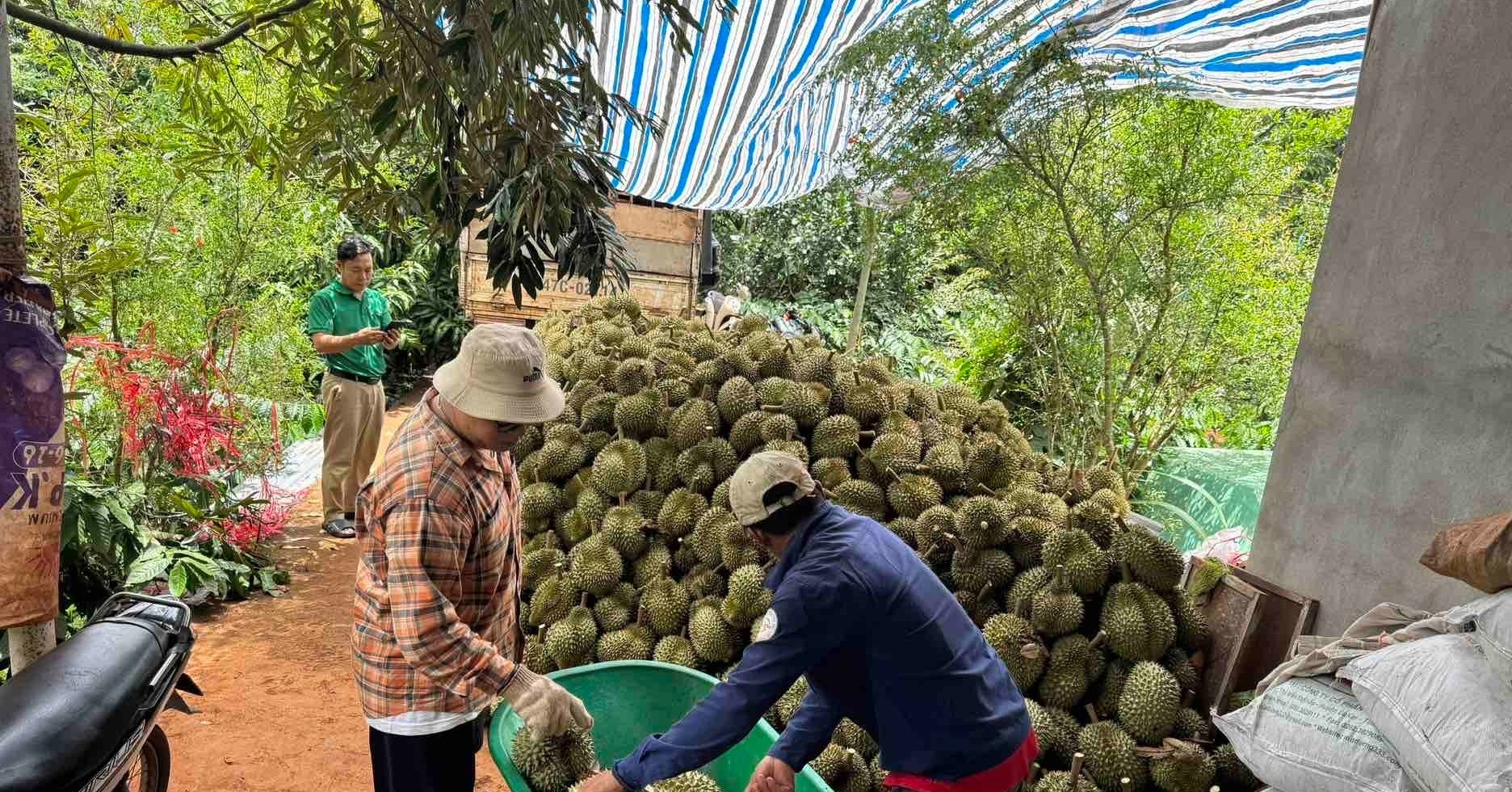 Đắk Lắk quản chặt mua bán sầu riêng: Dẹp nạn "bẻ kèo", nâng tầm trái cây tỷ USD