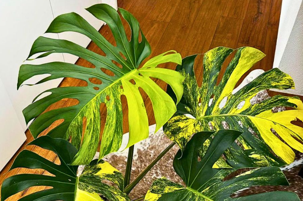 Trầu bà Nam Mỹ đột biến vàng: Nhiều người quan niệm là dòng chảy của vận khí