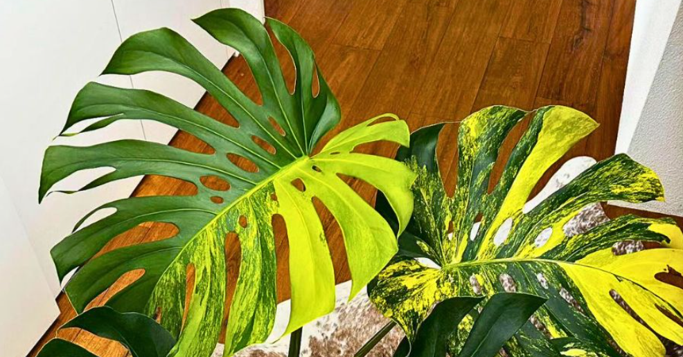 Trầu bà Nam Mỹ đột biến vàng: Nhiều người quan niệm là dòng chảy của vận khí