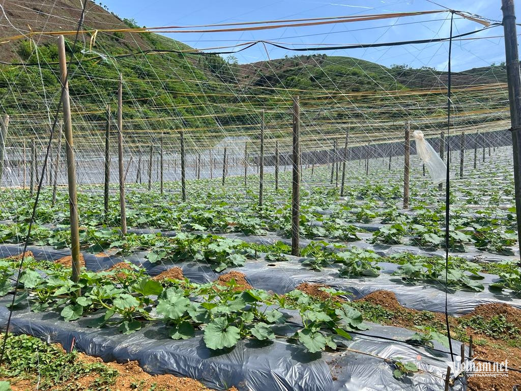 Box https://static-images.vnncdn.net/vps_images_publish/000001/000003/2026/3/25/w-anh-2-esg-va-cdx-2114.jpg