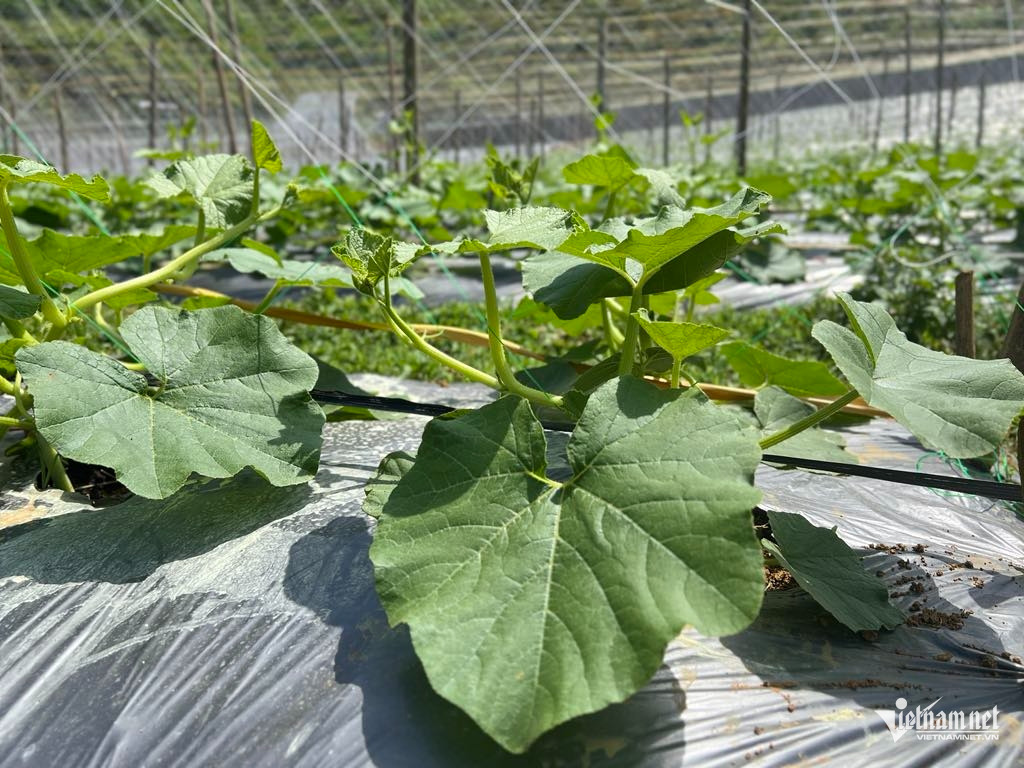 Box https://static-images.vnncdn.net/vps_images_publish/000001/000003/2026/3/25/w-anh-3-2257.jpg