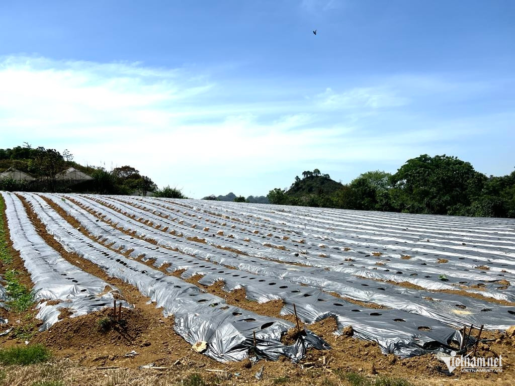 Box https://static-images.vnncdn.net/vps_images_publish/000001/000003/2026/3/25/w-anh-6-2250.jpg