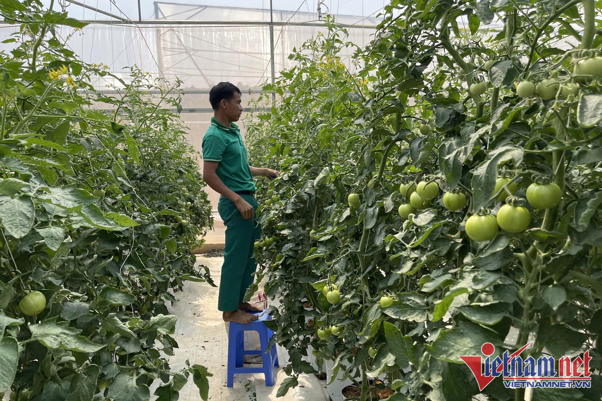 W-nong san Viet Nam 1 4.jpg