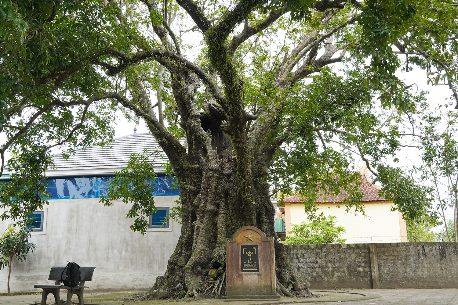 5 cây thị rỗng ruột gần 700 năm tuổi ở Nghệ An vẫn tươi tốt, cho quả đều