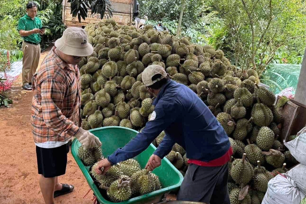 Đắk Lắk quản chặt mua bán sầu riêng: Dẹp nạn 'bẻ kèo', nâng tầm trái cây tỷ USD
