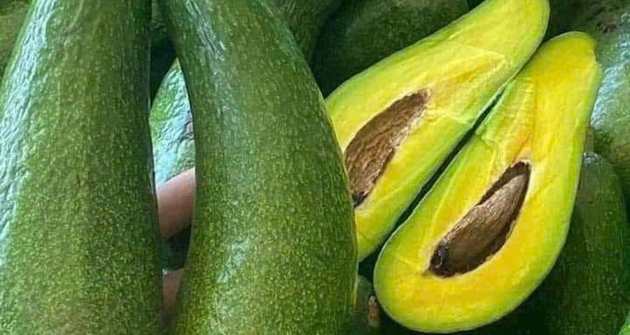 Loại quả béo ngậy, trợ thủ cho người giảm cân và mắc bệnh tim mạch