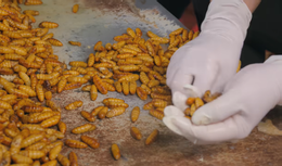 Screenshot 2026 03 24 093603.png