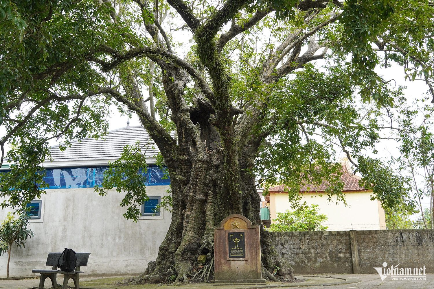 W-cây thị cổ 1.JPG.jpg