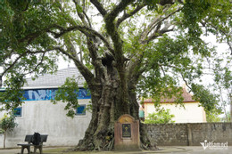 W-cây thị cổ 1.JPG.jpg