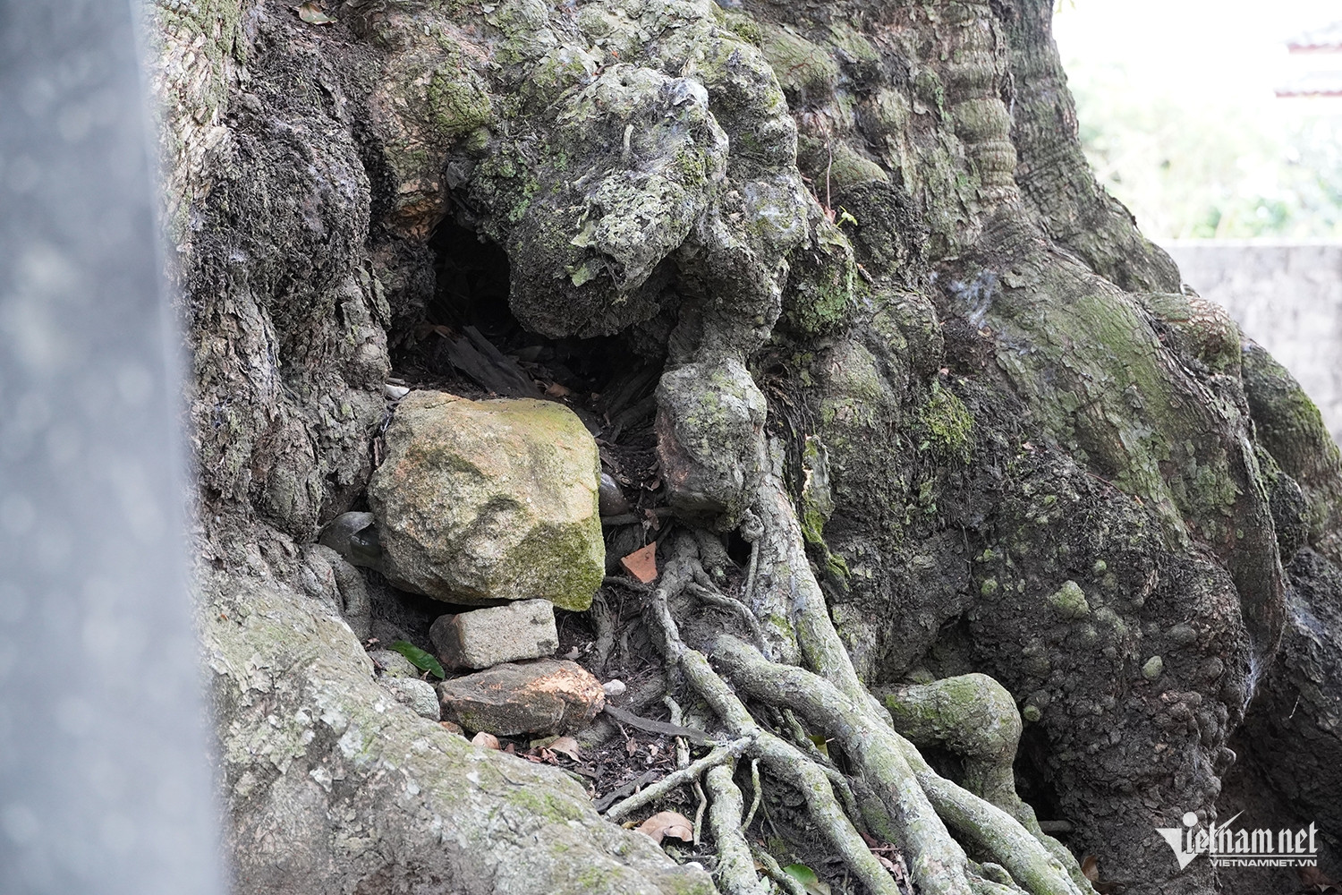 W-cây thị cổ 3.JPG.jpg