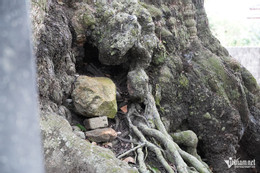 W-cây thị cổ 3.JPG.jpg