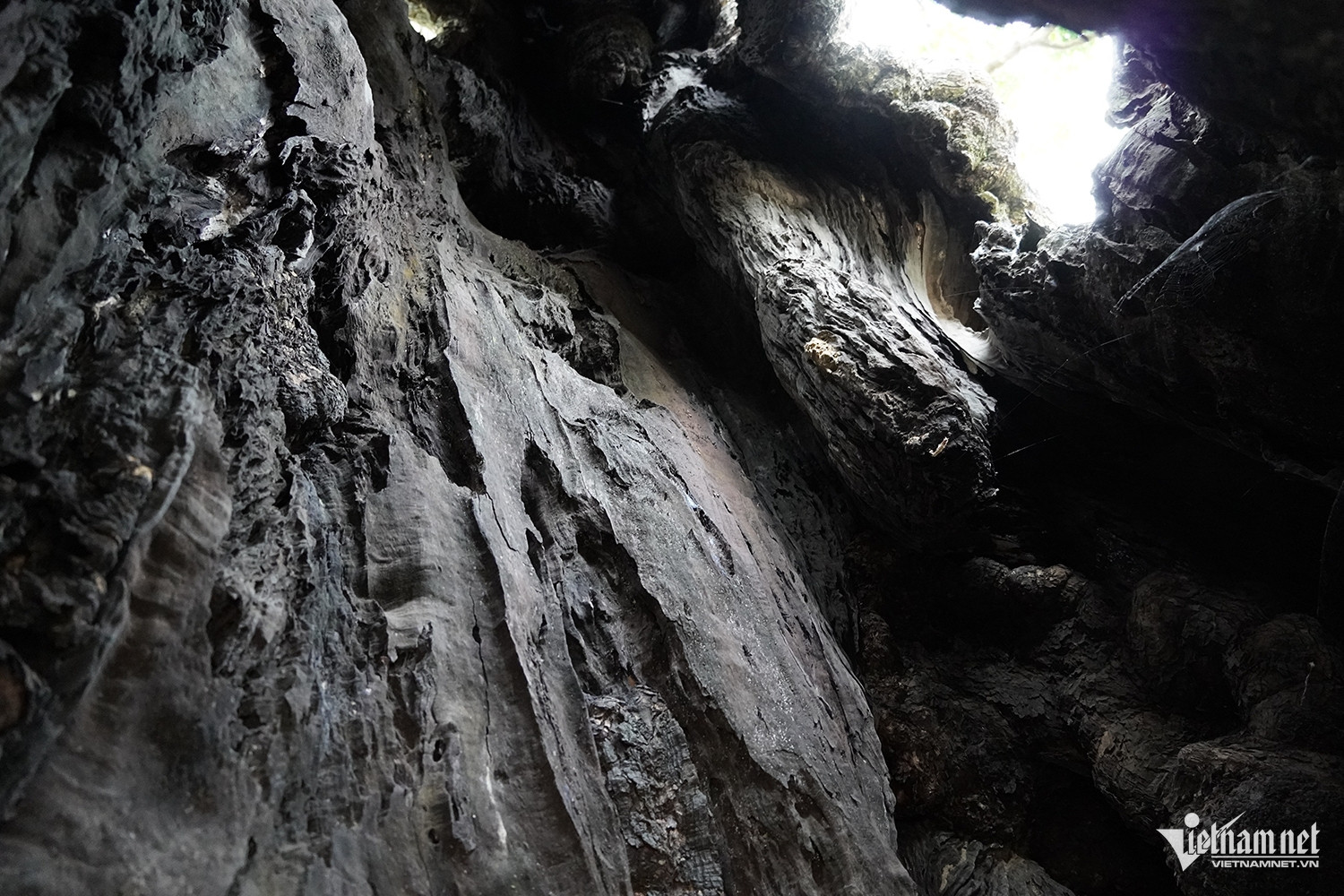 W-cây thị cổ 4.JPG.jpg