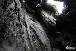 W-cây thị cổ 4.JPG.jpg