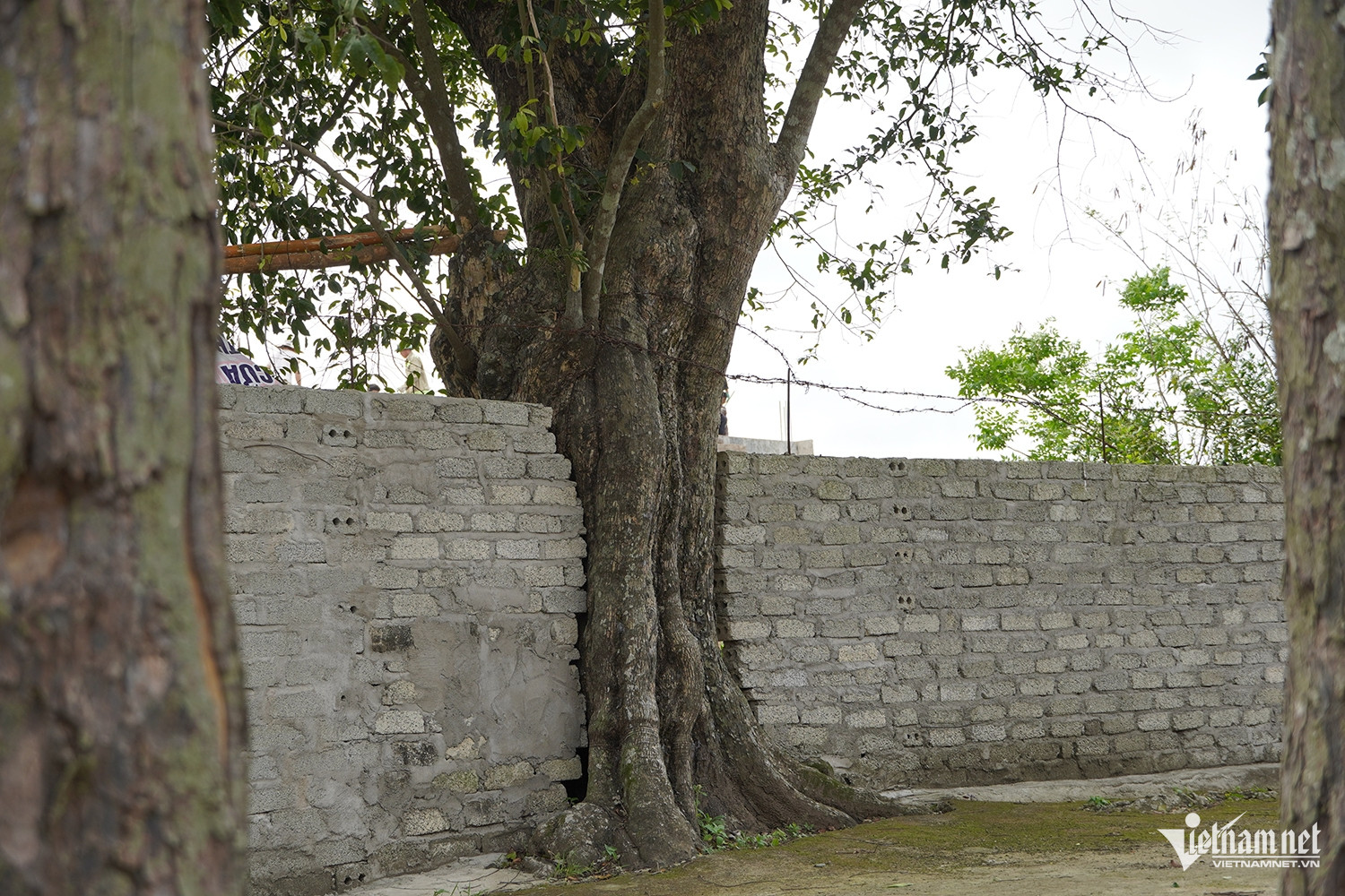 W-cây thị cổ 5.JPG.jpg