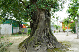 W-cây thị cổ 6.JPG.jpg