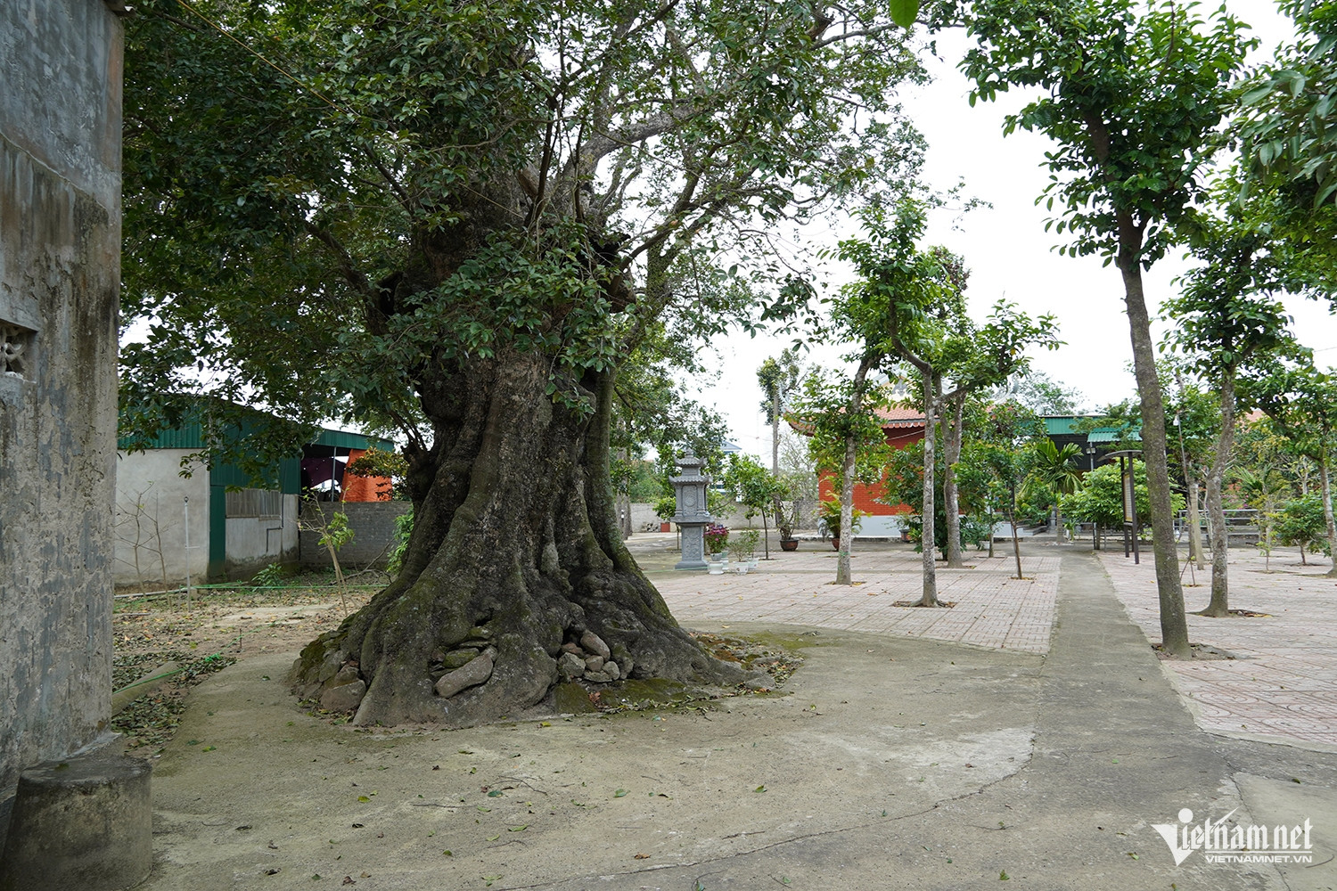 W-cây thị cổ 7.JPG.jpg