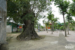 W-cây thị cổ 7.JPG.jpg