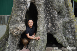 W-cây thị cổ.JPG.jpg