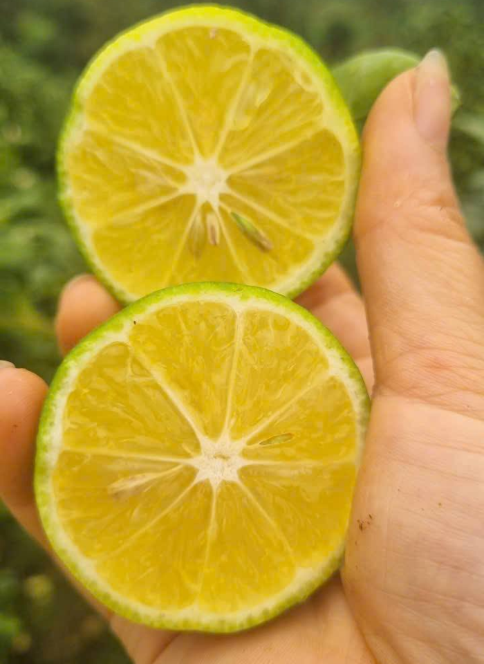 https://static-images.vnncdn.net/vps_images_publish/000001/000003/2026/3/28/03chanhlieucao-405.png