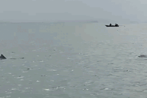 Đàn cá heo trắng xuất hiện ở đảo Cái Chiên, có con ánh hồng rất đẹp mắt