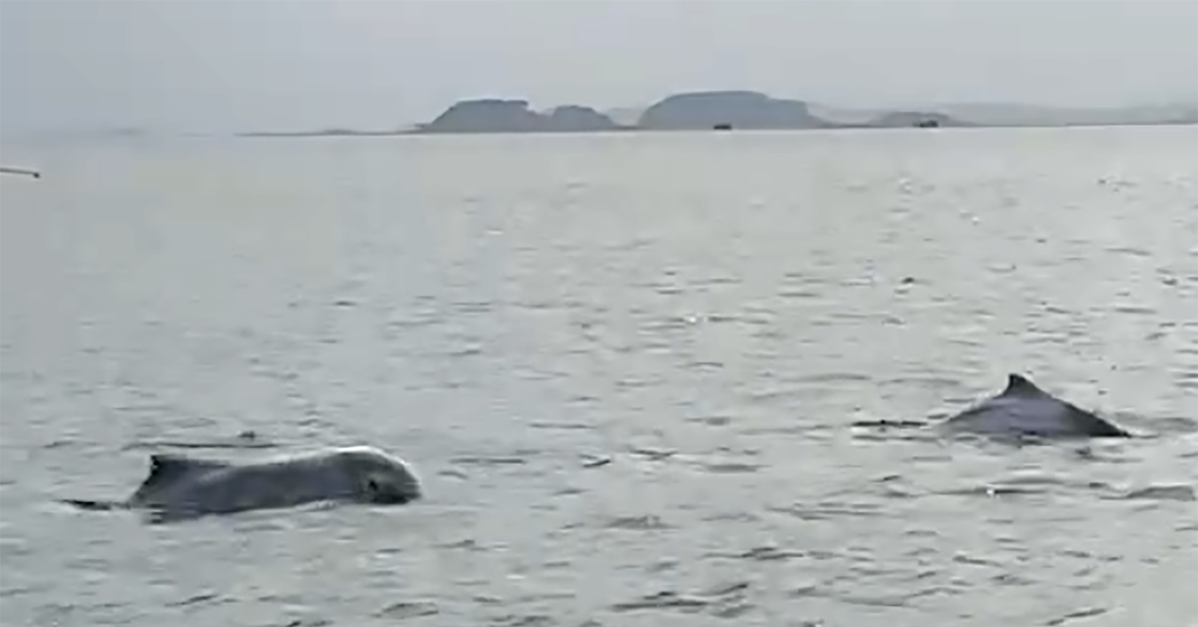 Đàn cá heo trắng xuất hiện ở đảo Cái Chiên, có con ánh hồng rất đẹp mắt