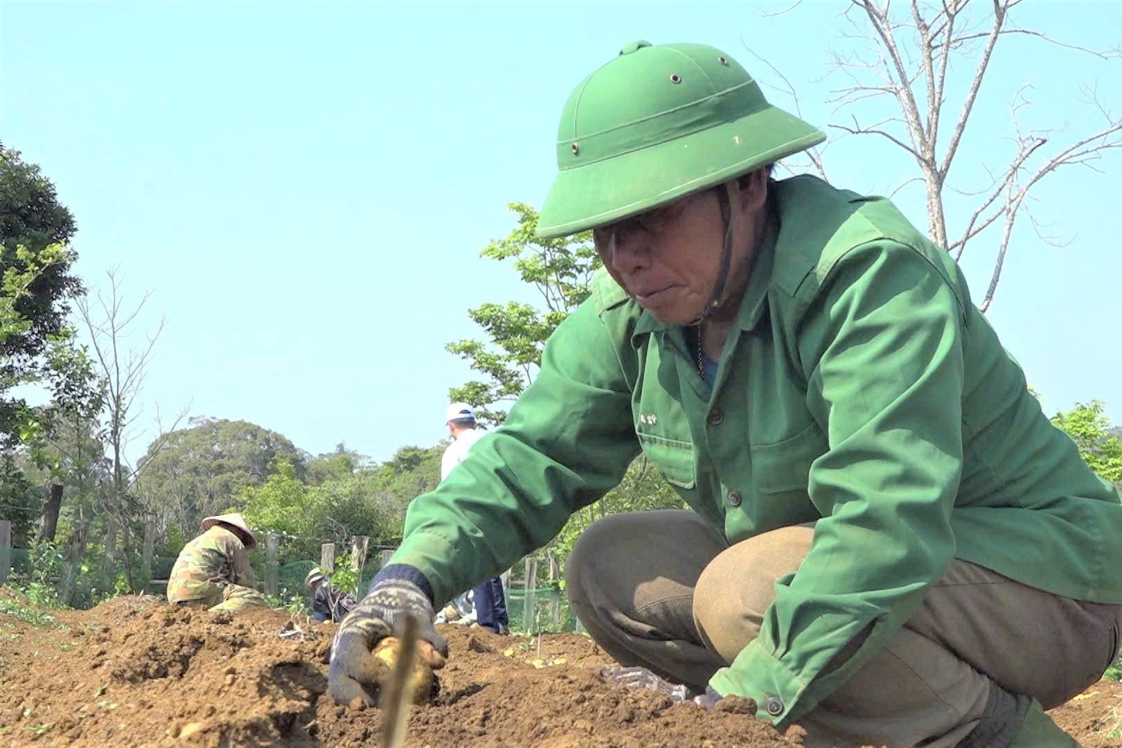 Lão nông ở Măng Đen trở thành triệu phú nhờ cây rau xứ lạnh