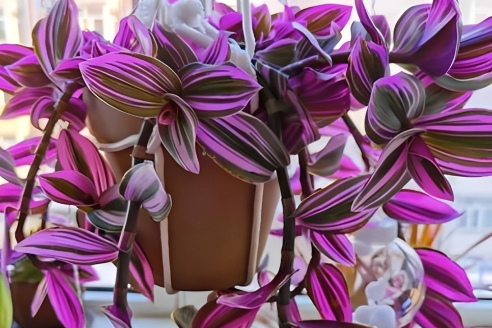 Loài cây tím biếc gây sốt sân vườn: Đẹp lạ, dễ trồng, ý nghĩa phong thủy ít ngờ