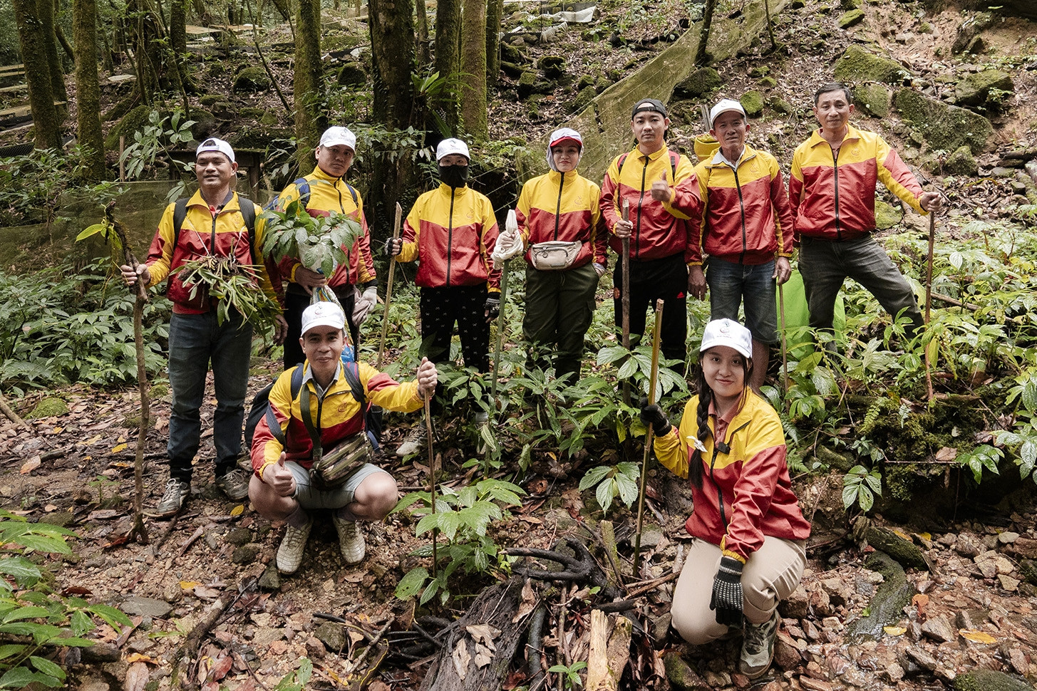 Sâm Ngọc Linh và bài toán kiểm soát chất lượng