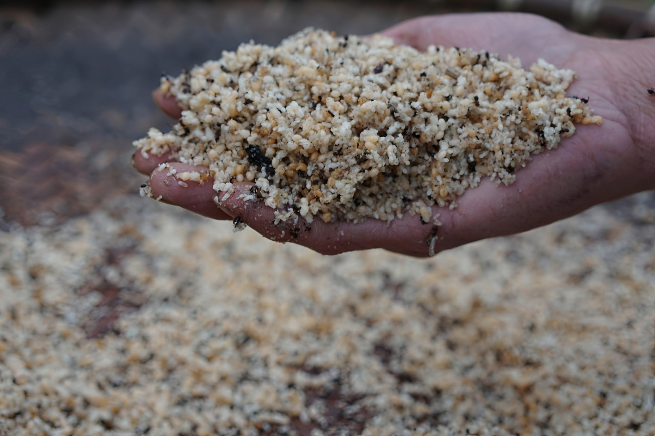 trứng kiến   hải yến (1).jpg