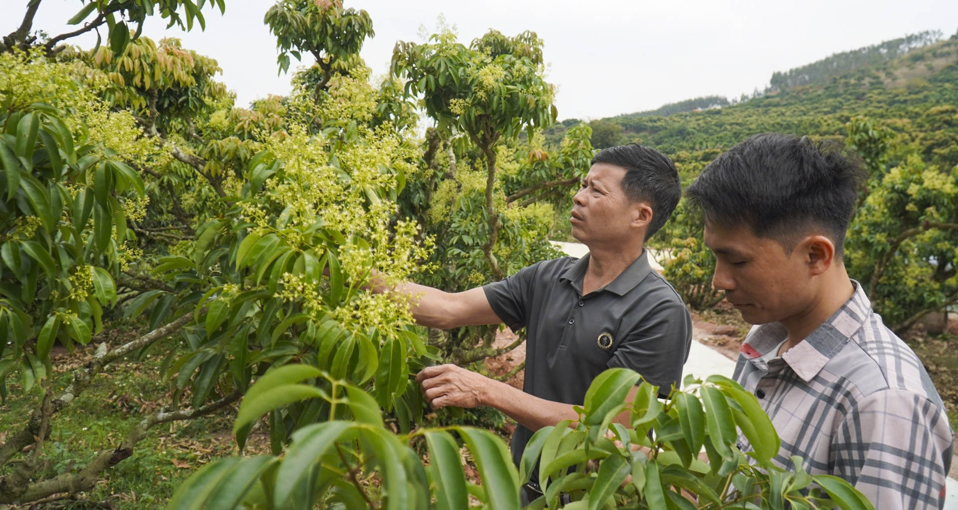 Vải thiều Bắc Ninh nguy cơ giảm một nửa sản lượng