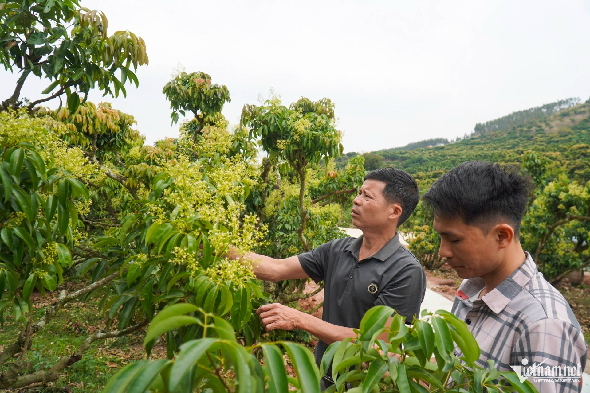 W-vải bắc giang_1.JPG.jpg