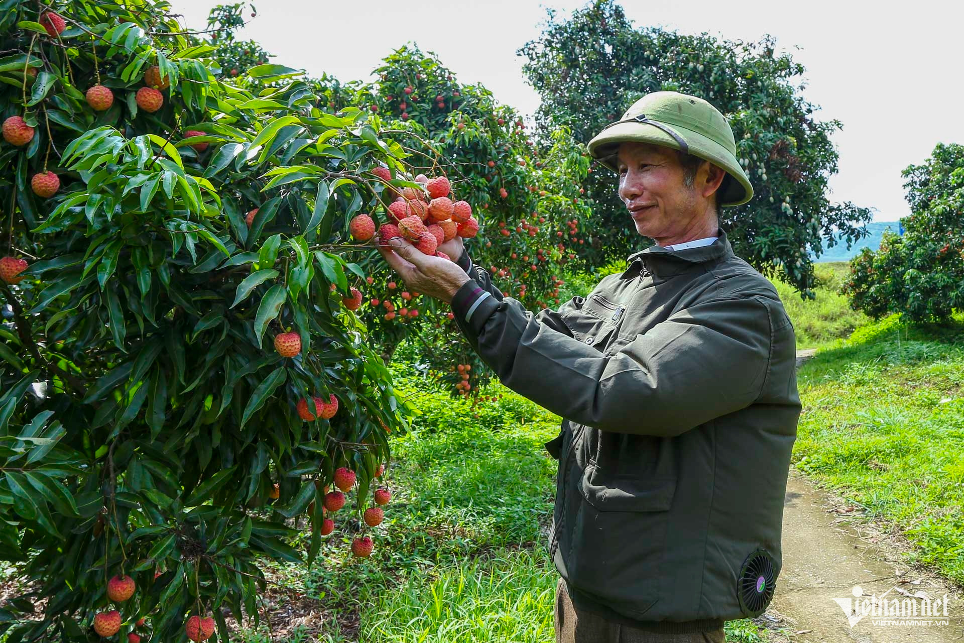 W-vải bắc giang_2.JPG.jpg