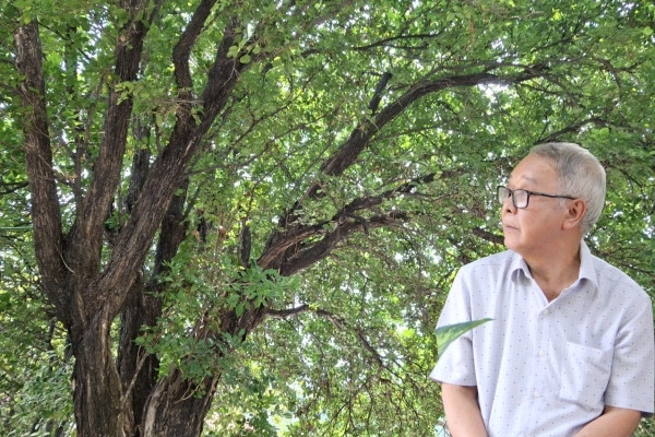 Cây hoa trắng gần trăm năm tỏa hương bên khu mộ ‘vua tiểu thuyết Nam Bộ’