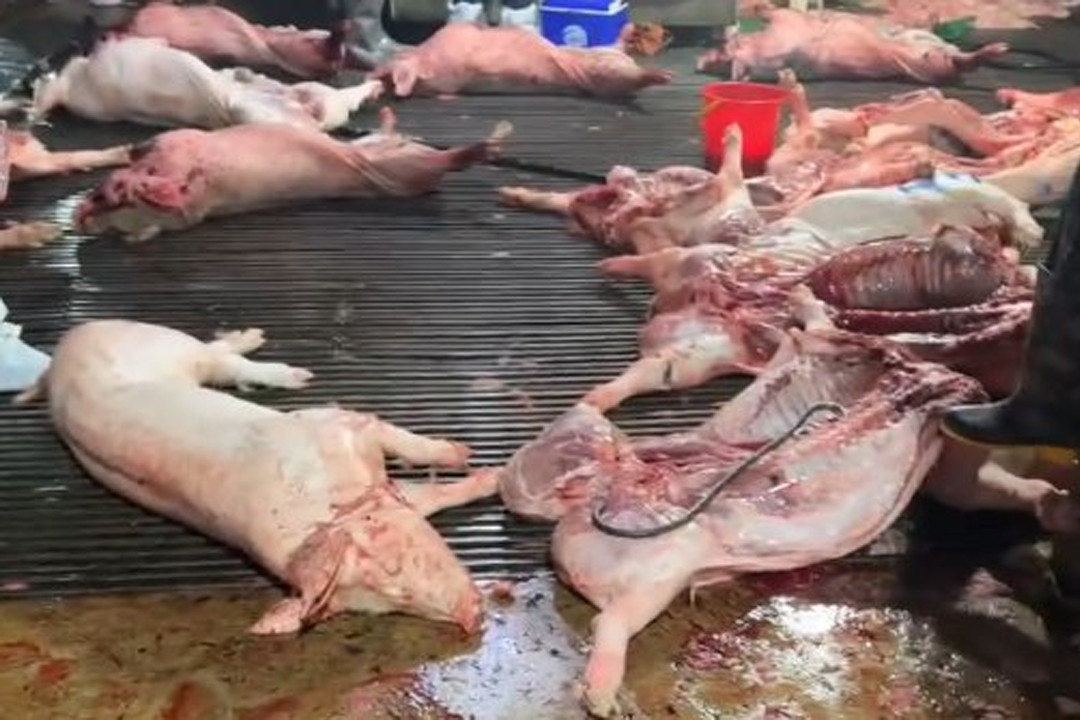 Khởi tố 8 bị can trong đường dây tiêu thụ lợn bệnh quy mô lớn tại Hà Nội