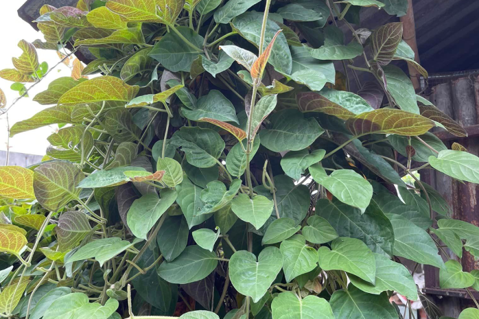 Lá mơ kết hợp mật ong - mẹo đơn giản 'hạ nhiệt' cơn ho