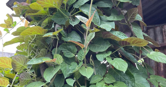 Lá mơ kết hợp mật ong - mẹo đơn giản "hạ nhiệt" cơn ho