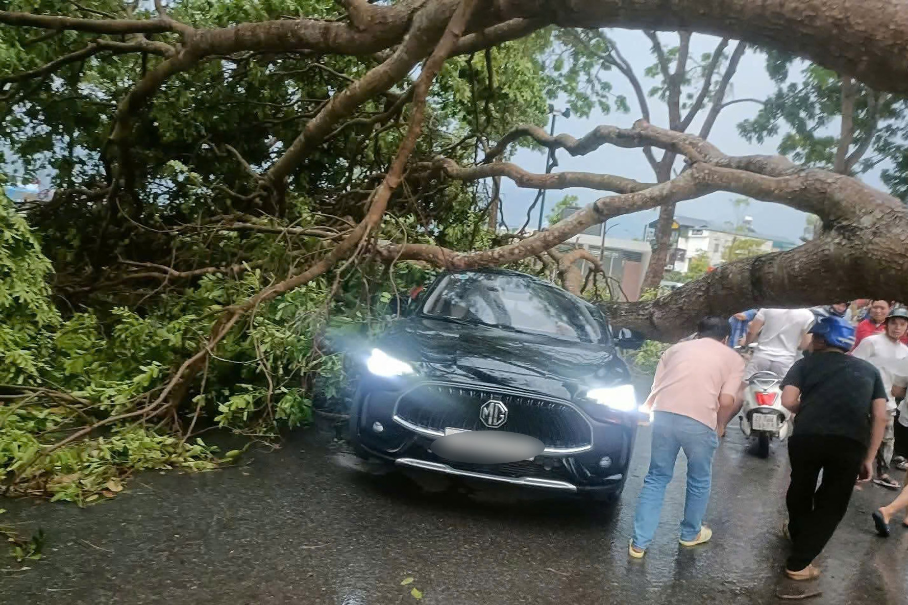Mưa dông khiến cây cổ thụ bật gốc, đổ trúng ôtô đang lưu thông ở Lào Cai